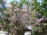 避寒桜