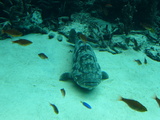 沈んだお魚