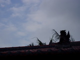 屋根上シーサー