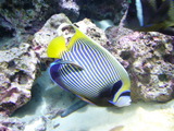 しましまのお魚