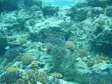 美ら海水族館2