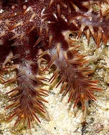 1109_acanthaster_planci01