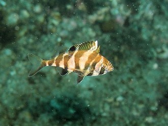 ユウダチタカノハ幼魚201402