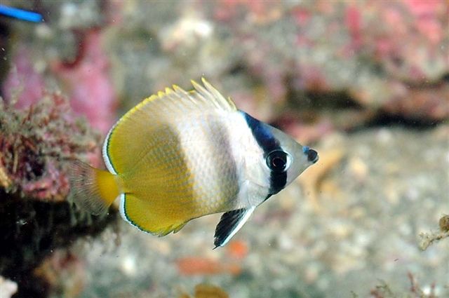 9月の水中生物の紹介 In 館山市坂田 マナティーズ スクーバダイビング