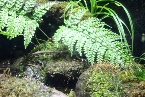 DSC06095
