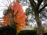 おうばく紅葉