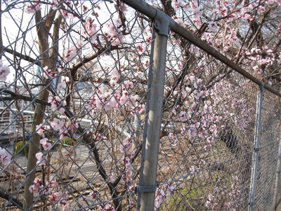 2011 March US and Japan 026