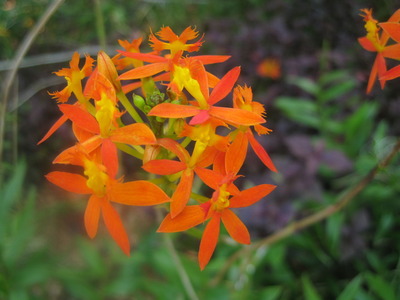 2011 Feb 017