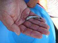 DSC04525