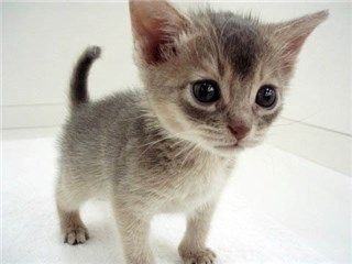 アビシニアン