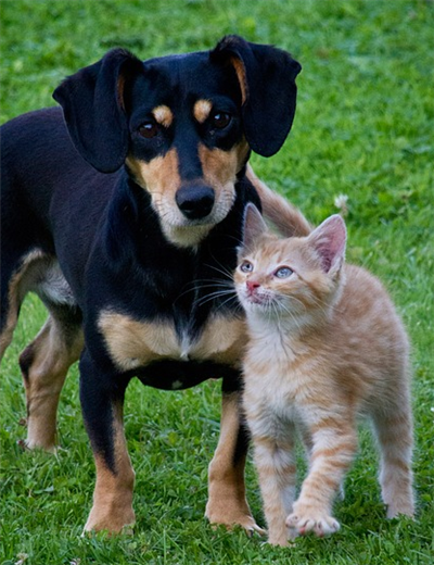 犬猫