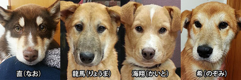 4頭の保護イヌ