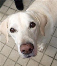 犬の視線
