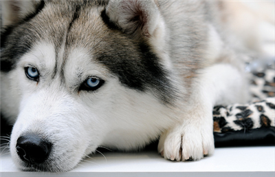 犬
