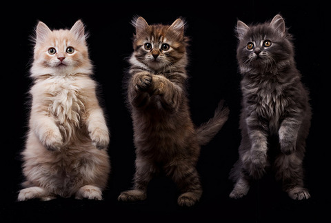猫