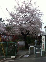 bunrinosakura120411
