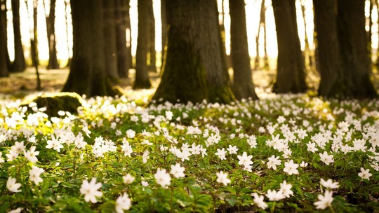 flowers_small_white_green_trees_forest_nature_33746_1280x720