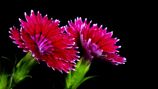 mp4_000123833