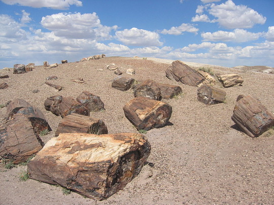 1024px-Petrified_Forest_National_Park_Wood
