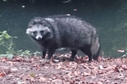 Racoon-Dog1