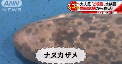 ナヌカザメ　竹島水族館