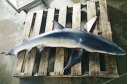 サメ　ヨシキリザメ
