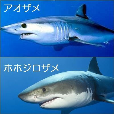 サメ　参考