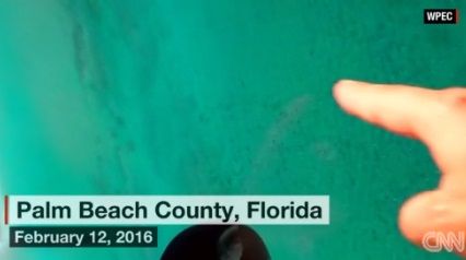沖合に数千匹のサメの大群、警戒呼びかけ　米フロリダ州