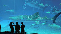 ジンタ　美ら海水族館