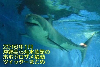 2016年1月沖縄美ら海水族館のホホジロザメ騒動ツイッターまとめ