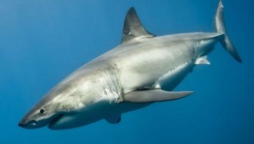 地球温暖化でサメは狩りの能力を失いつつある