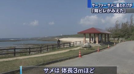 沖縄　サメ５