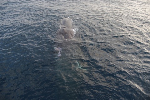 クジラ　衝突　日本