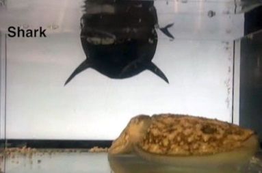 イカ　実験　サメ