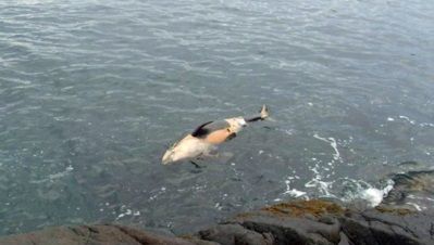 子どものシャチ　死骸