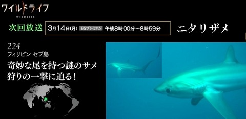 ニタリザメ　ワイルドライフ