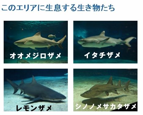 沖縄 美ら海水族館 サメ博士の部屋 危険ザメの海