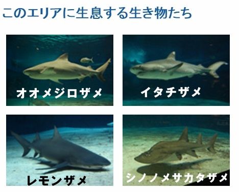 美ら海水族館　サメ１