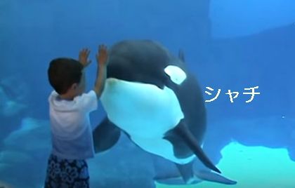 シャチ　子ども