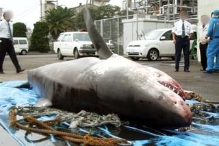 東京湾のホホジロザメ　発見時1