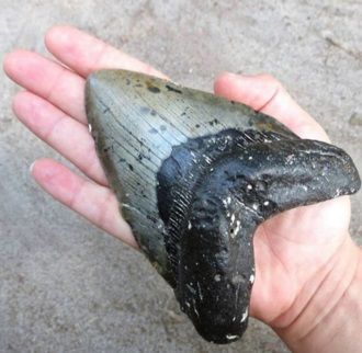 Megalodon teeth