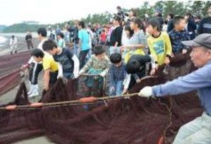 「大漁」に活気づく　伝統の地引き網漁体験