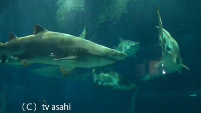サメ　TV　asahi
