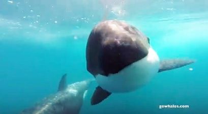 シャチ　Monterey Bay Whale Watch1