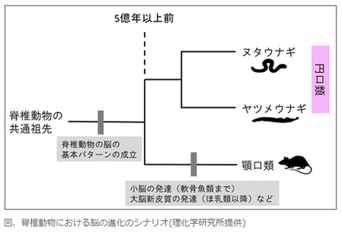 脊椎動物における脳の進化のシナリオ理化学研究所提供