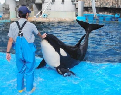 飼育員の福本さんの指導で訓練するリン