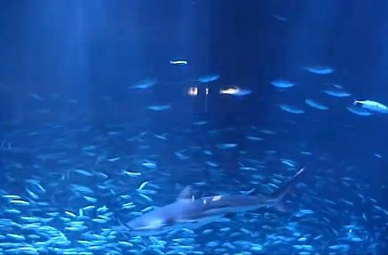 名古屋港水族館 サメ