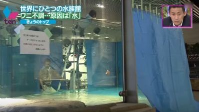 ワニ　ナーバス４