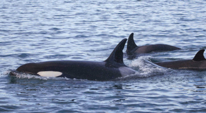 killer whale found dead