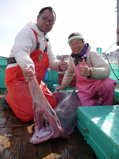 巨大ミツクリザメ